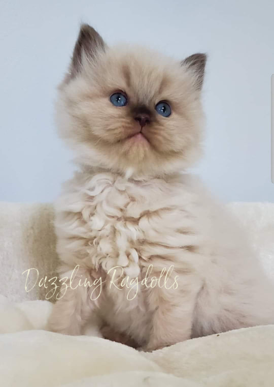 Chocolate sepia ragdoll kitten